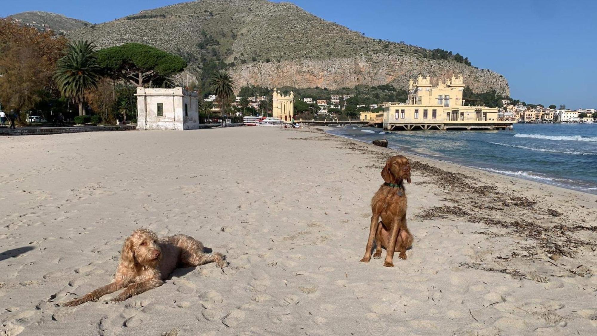 Due Cani Apartment - Palermo — Foto 1